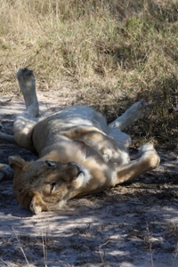 Kruger national Park