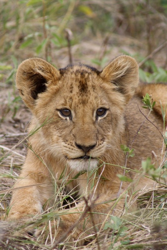 Kruger Park photo 14