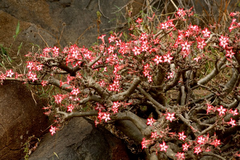 African flowers