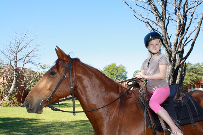 Beautiful horse