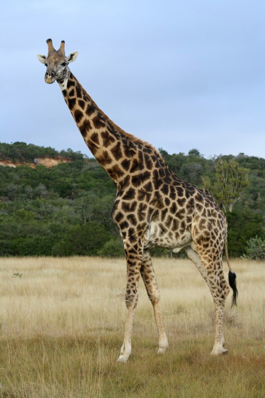 Eastern Cape photo 81