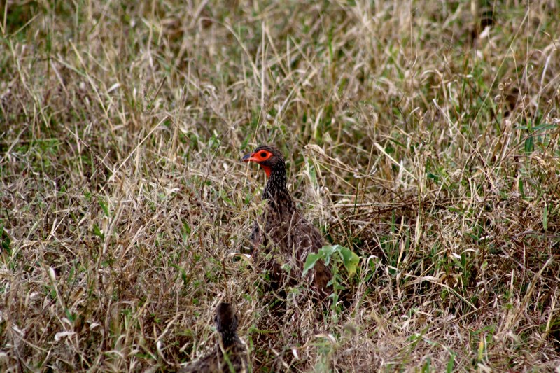 Kruger Park photo 29