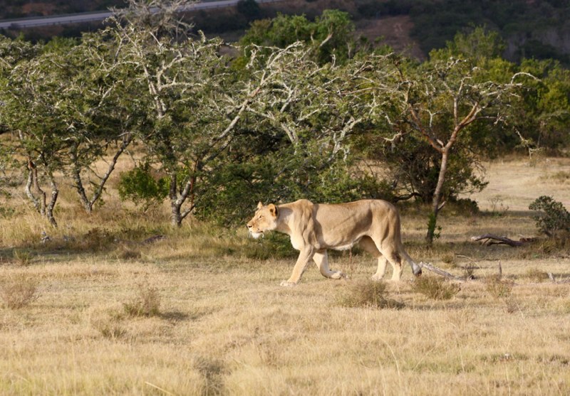 going for a Warthog