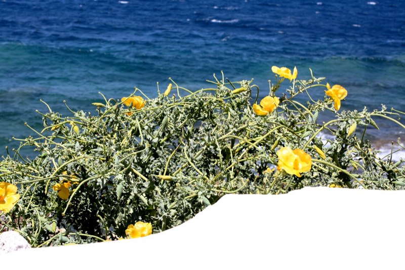 Mykonos photo 36