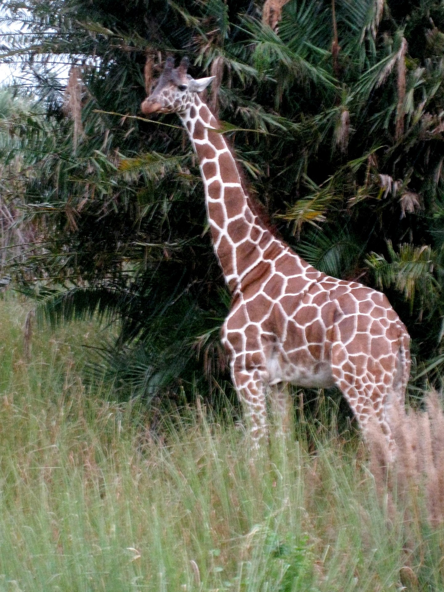 Safari trip