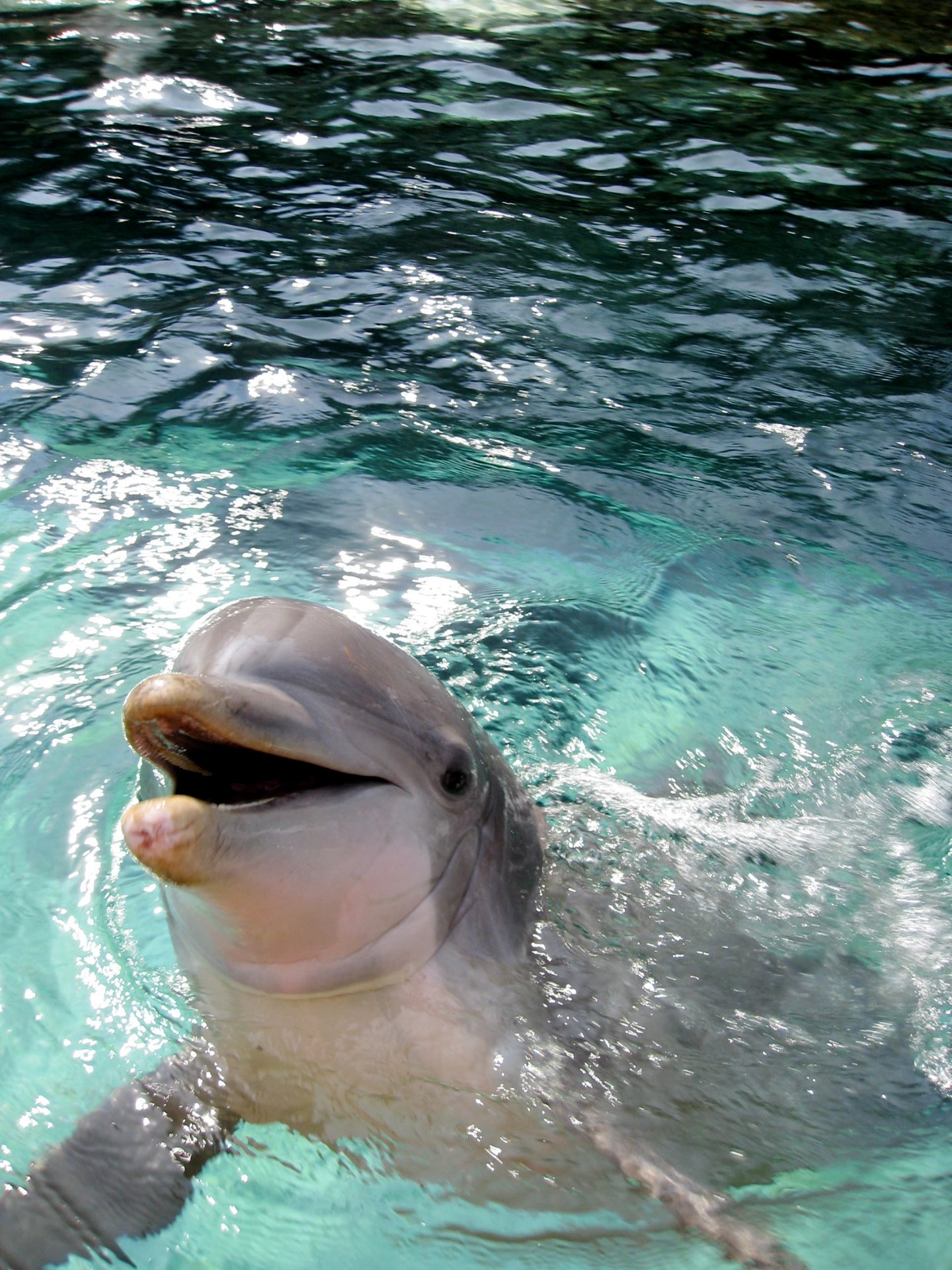 We feed the dolphins
