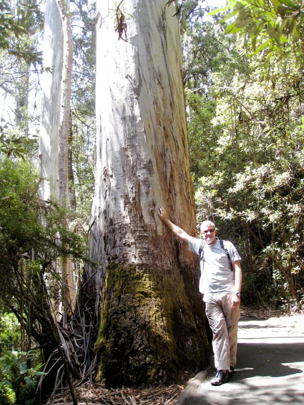 Huge Eucalyptus tree