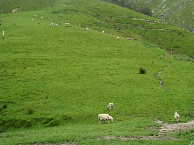 and some sheep