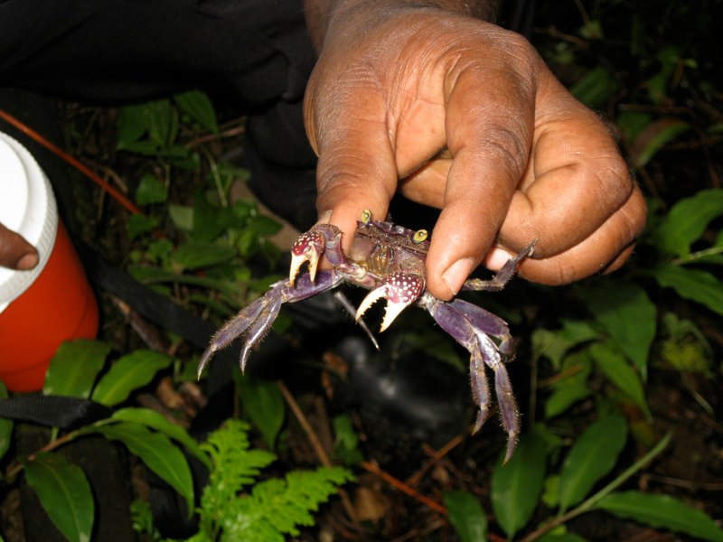 crab