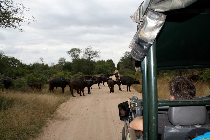 On our way to Mala Mala we meet Cape Buffalos!
