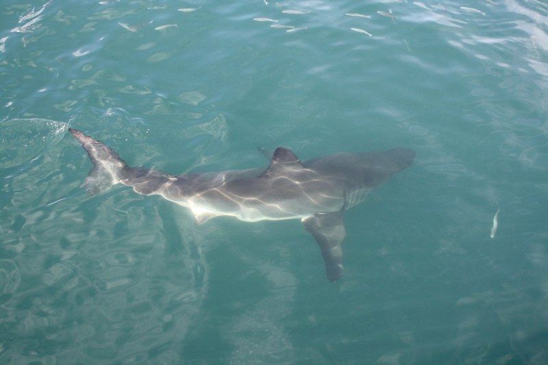 Garden Route 2 photo 26