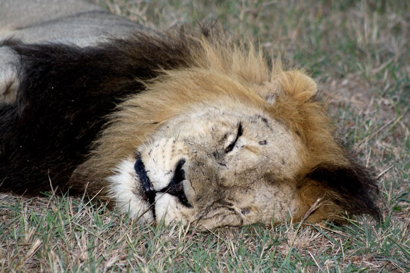 Lazy lion