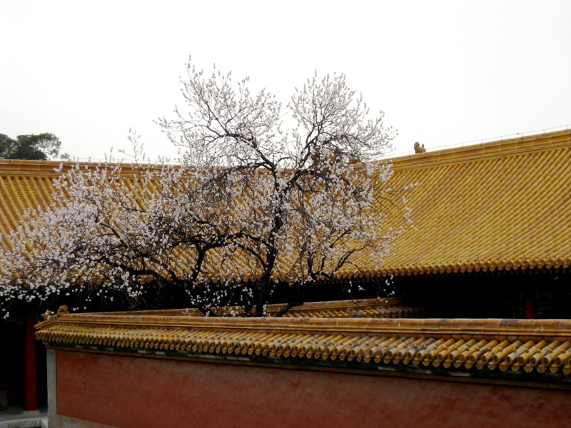 Beijing, China photo 17