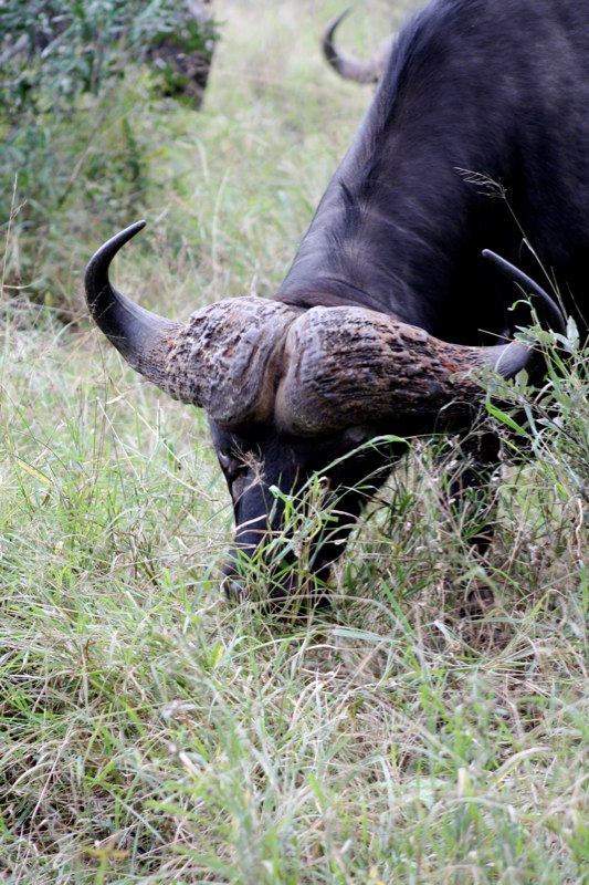 Big horns