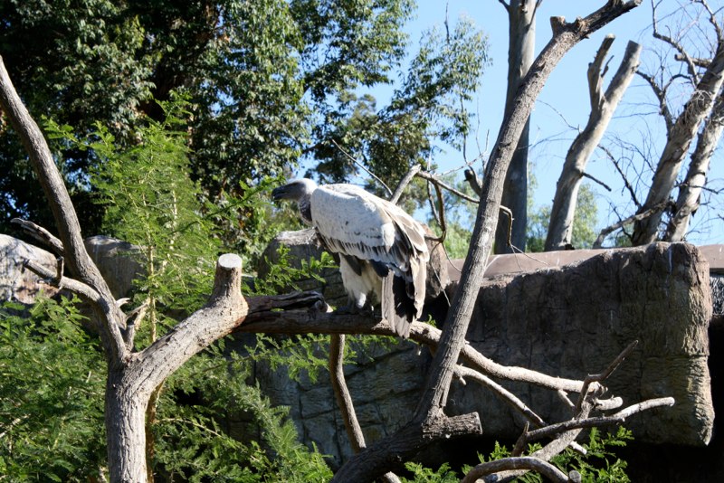 Vulture