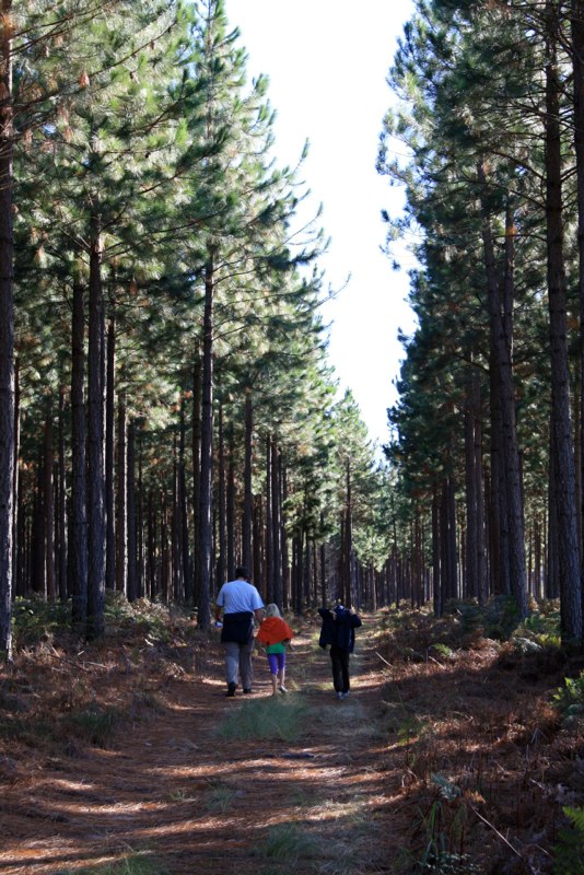 A walk in the forest
