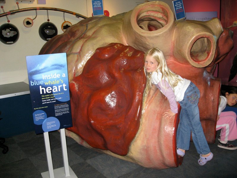 This is a Whale heart!!