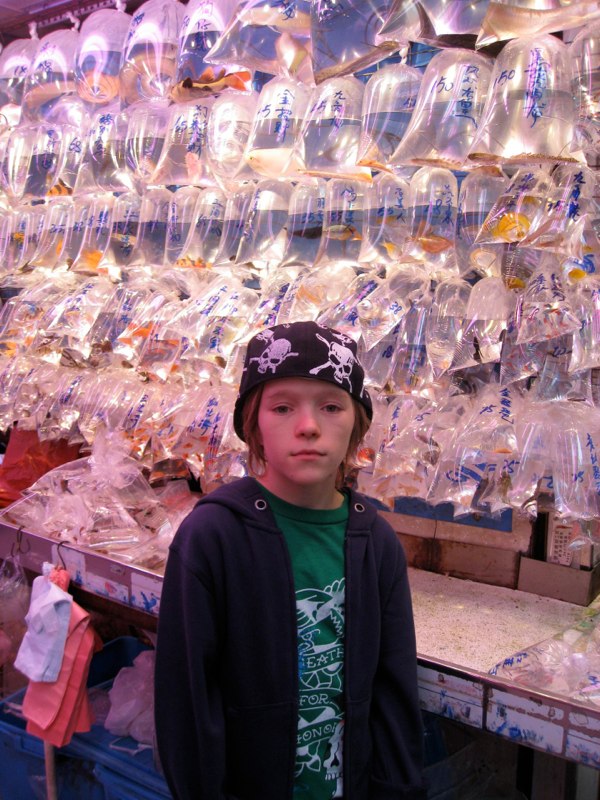 Gold fish market
