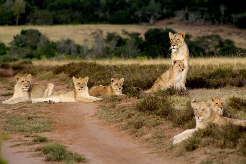 the family