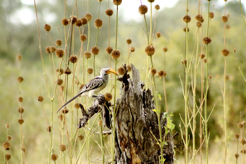 Kruger Park photo 37