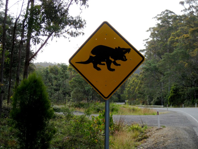 Tasmanian devil