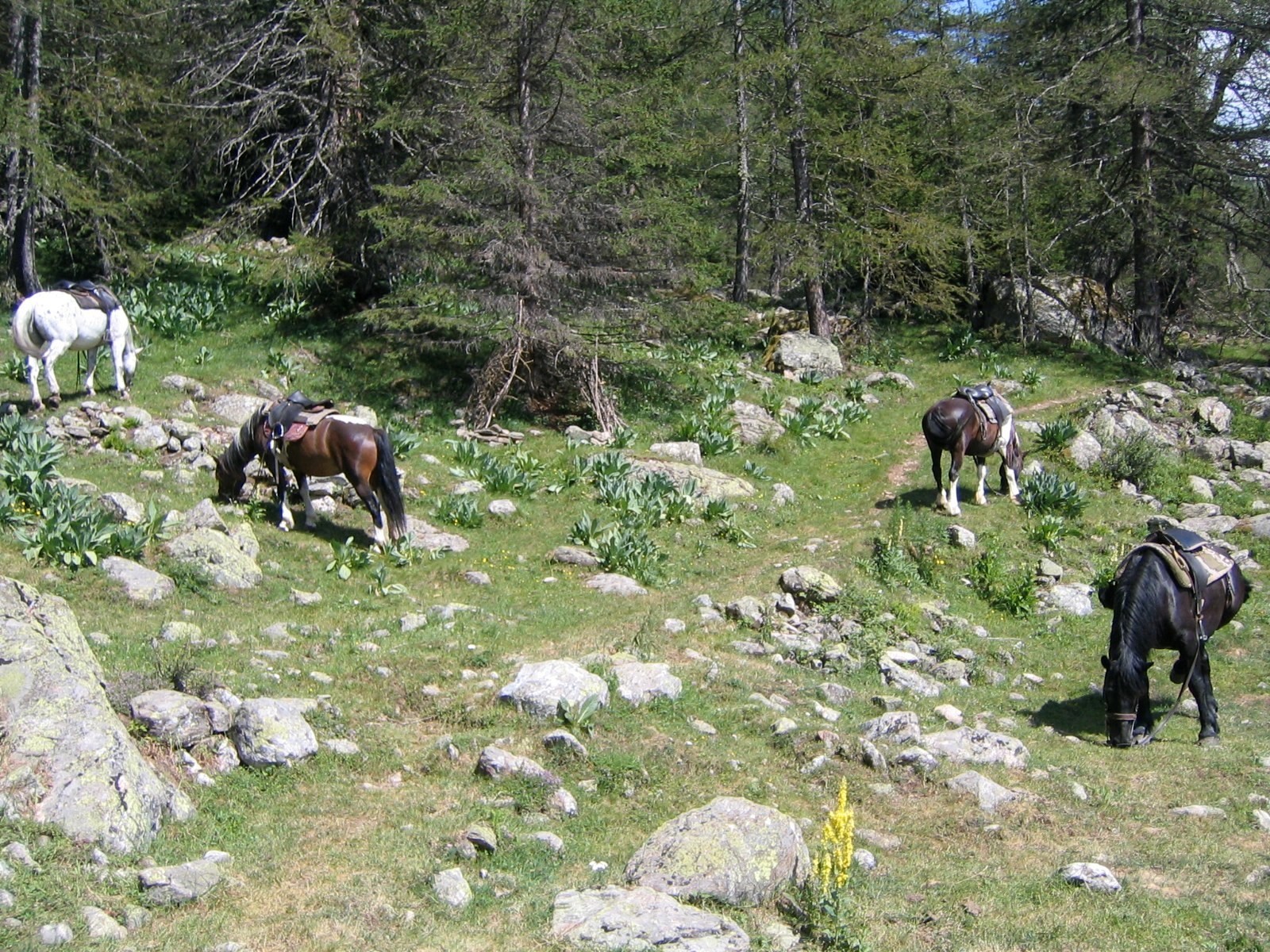 Horse back riding trip July 24 photo 18