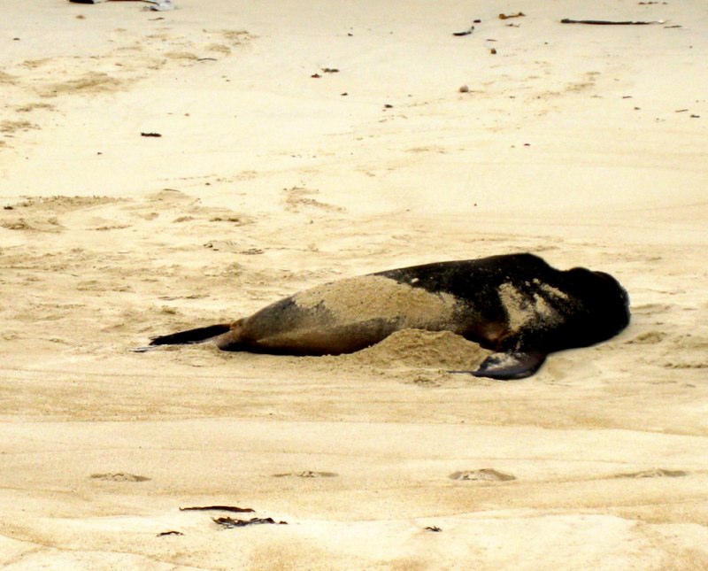 Sea lion