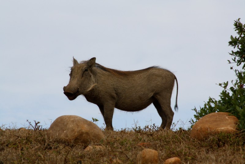 Mr Pumba