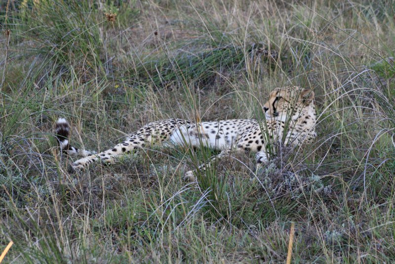 Eastern Cape photo 50