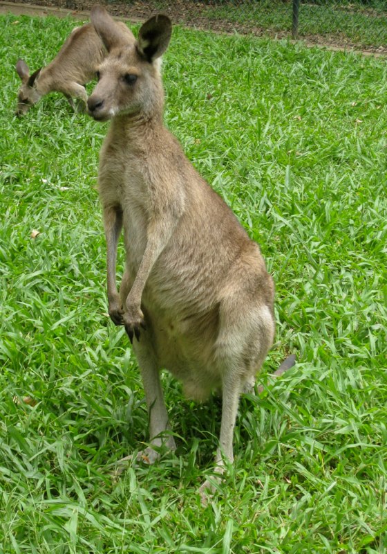 AUS-Sunshine Coast photo 18