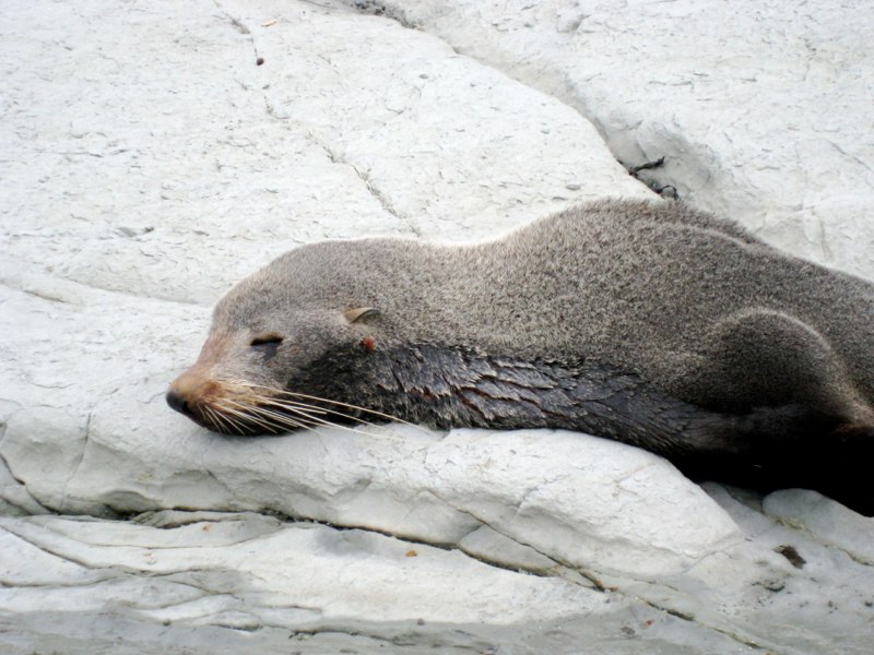 and we saw a seal up close!