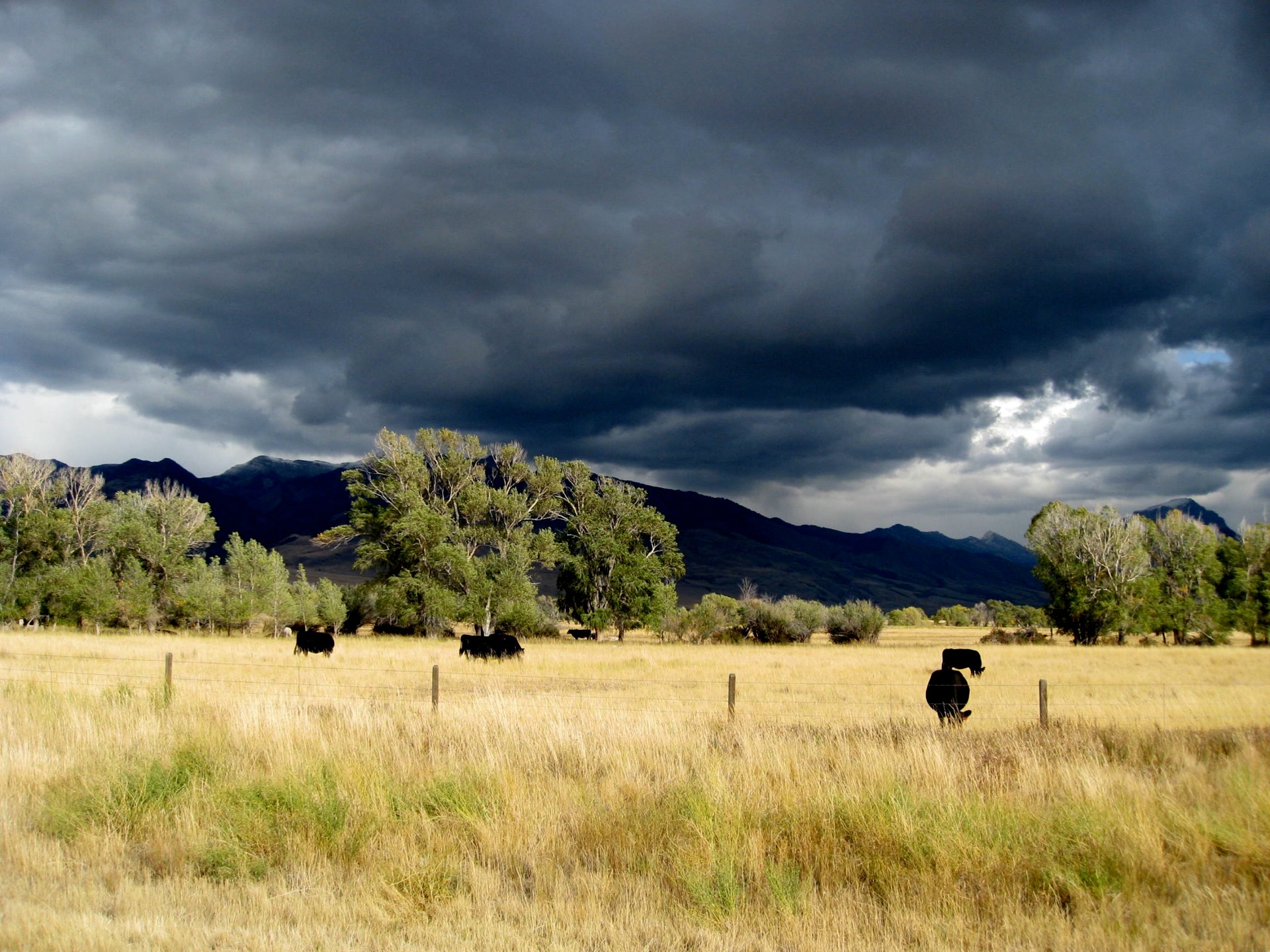 Montana photo 81