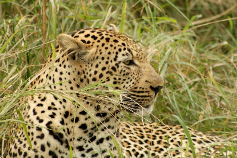 Kruger Park photo 33