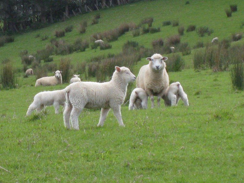 New Zealand-North Island