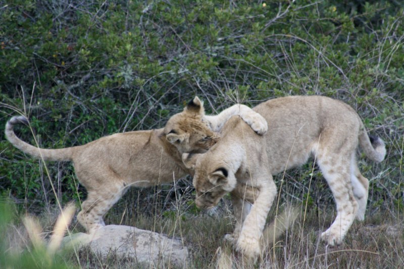 The lion cubs playing