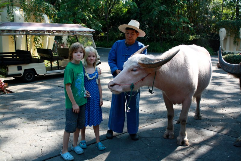 an Albino water buffalo!!