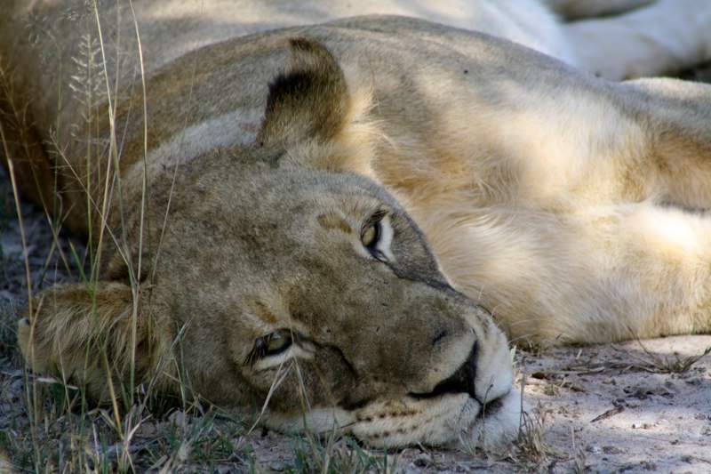 Kruger Park photo 65