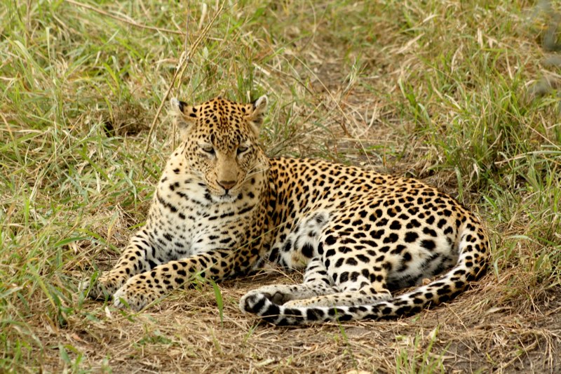 Kruger Park photo 36