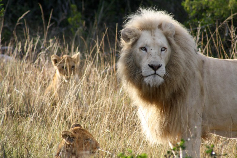 Dad and his cubs