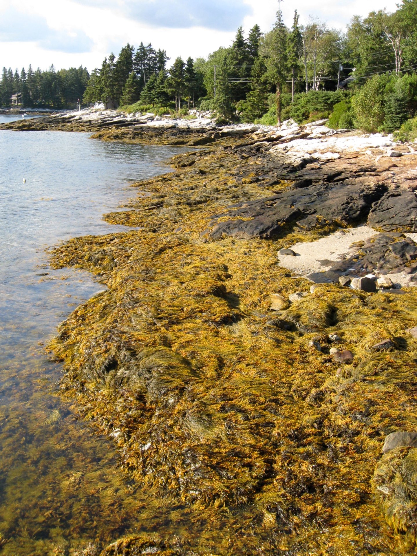 Low tide