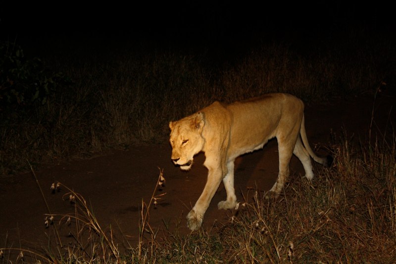We went on night safari...