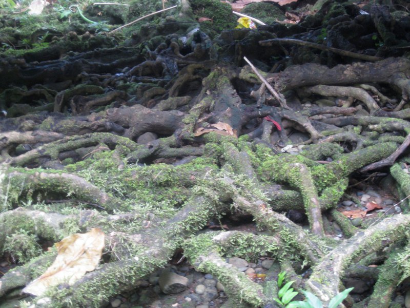 More Fiji photo 28