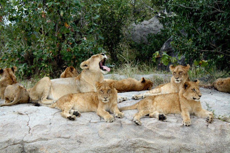 Kruger Park photo 52