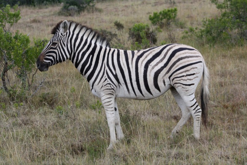 Eastern Cape photo 98