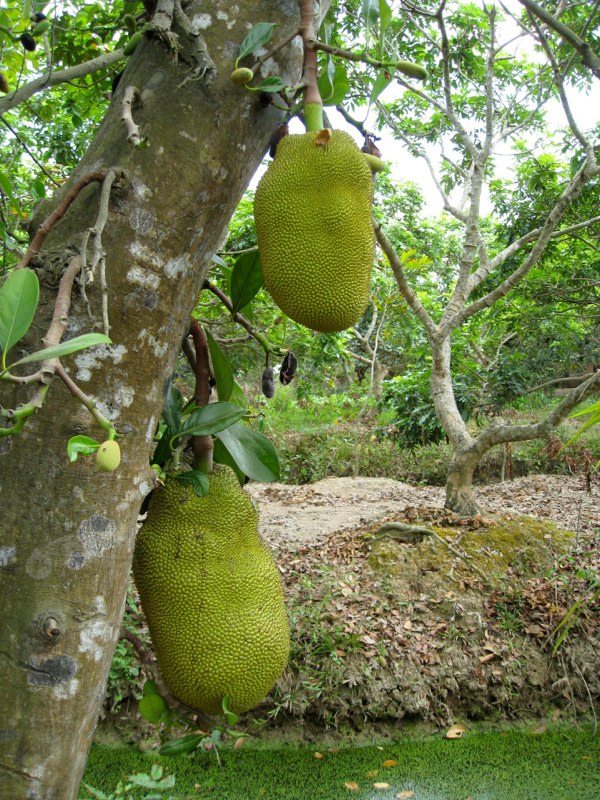 Durian fruit