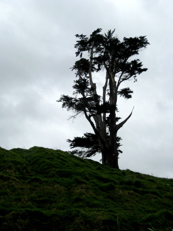 New Zealand-North Island photo 11
