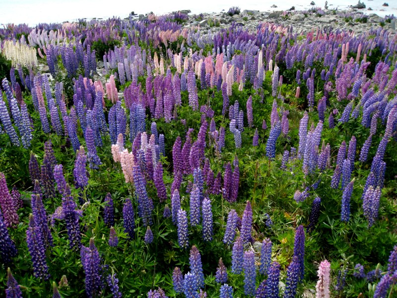 NZ Tekapo photo 42