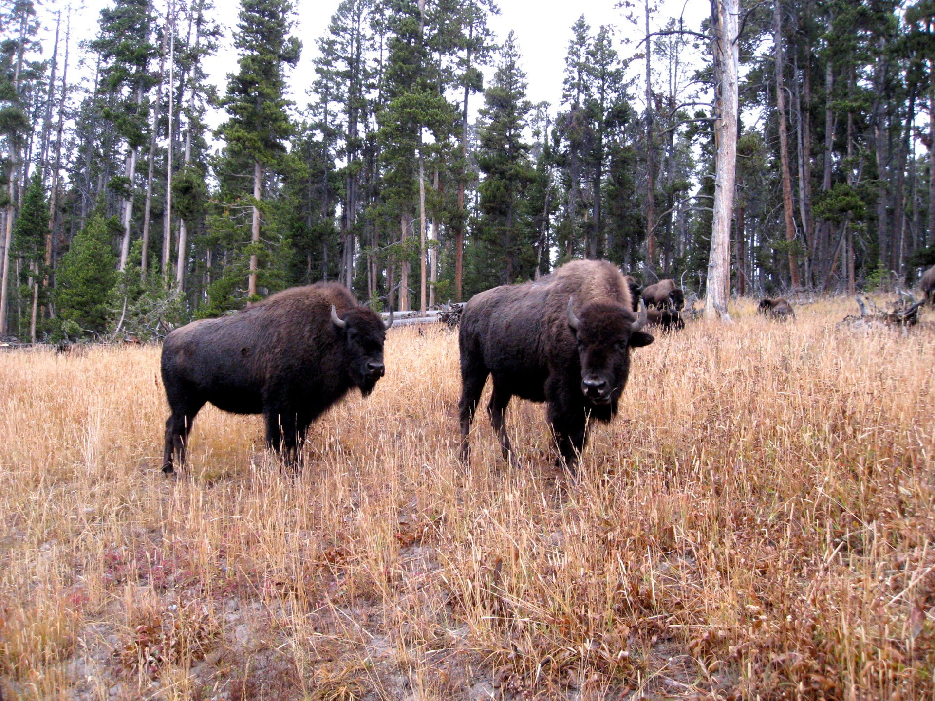 Montana photo 44