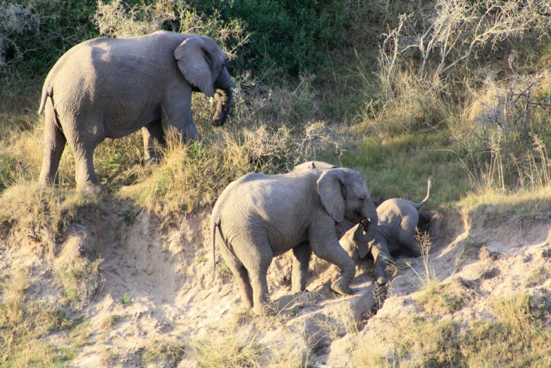 Baby elephant
