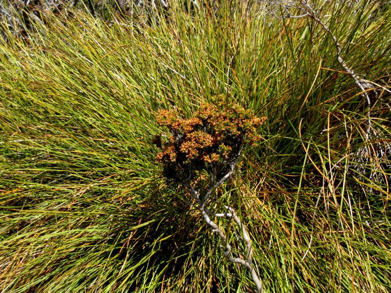 AUS-Tasmania photo 54